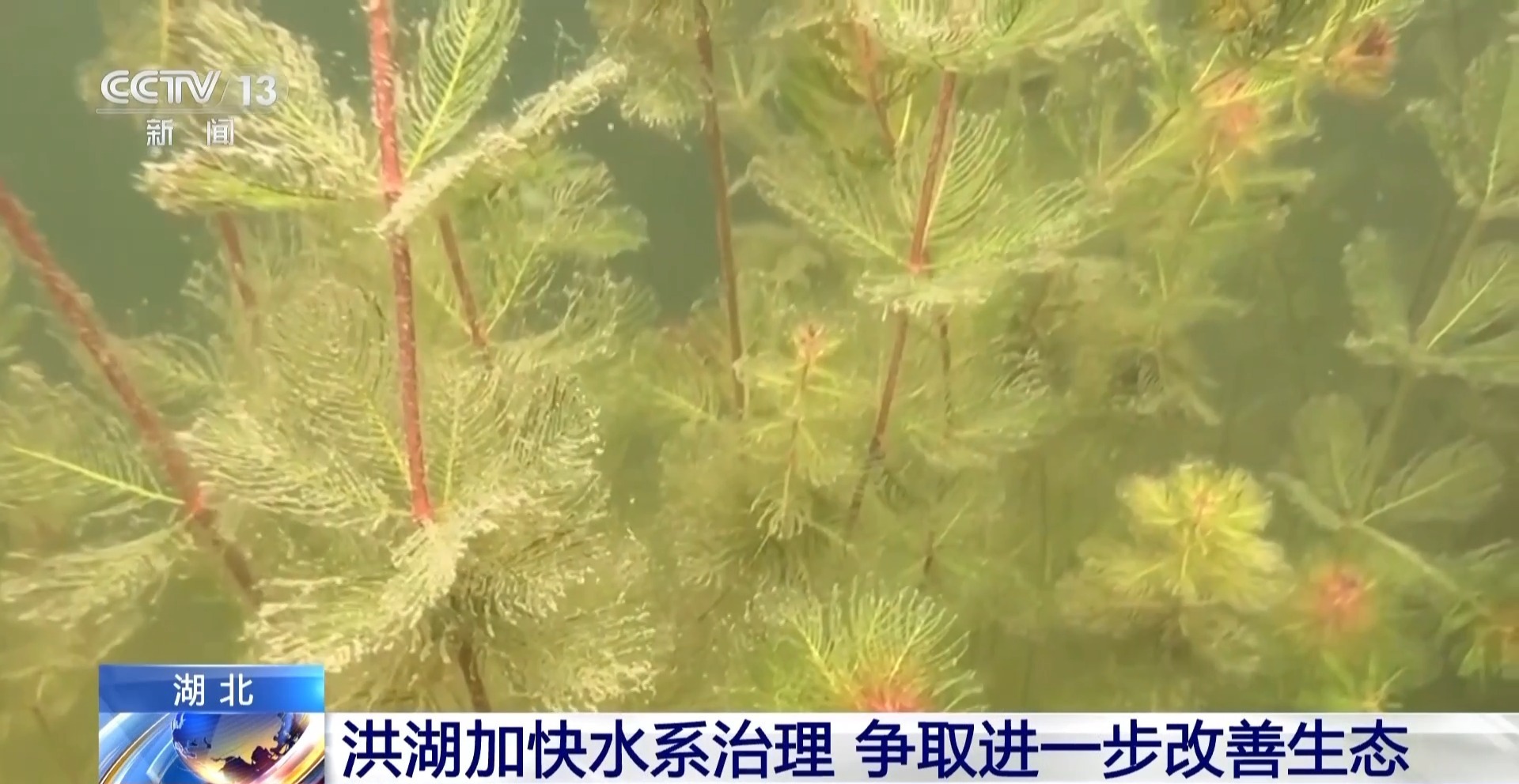 修復(fù)河口、恢復(fù)植被 湖北洪湖加快水系治理改善生態(tài)