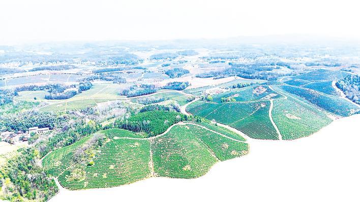 浙江新农人扎根鄂南山村