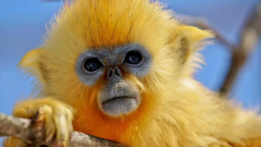 這群堪比大熊貓珍貴的山中精靈，正被溫柔呵護(hù)