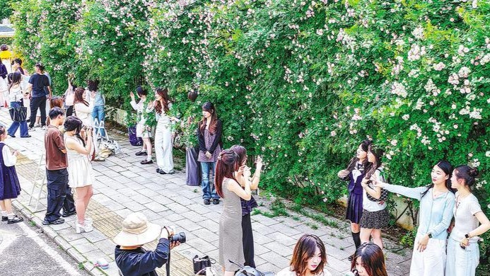 汉阳区晴川大道花墙成了“女儿墙”