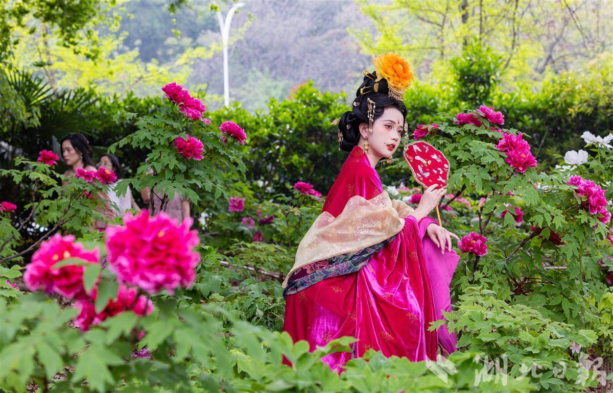 东湖牡丹园迎来盛花期 国色天香醉游人