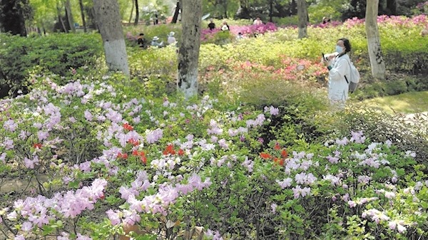 4月10日起去青山公园赏万株杜鹃