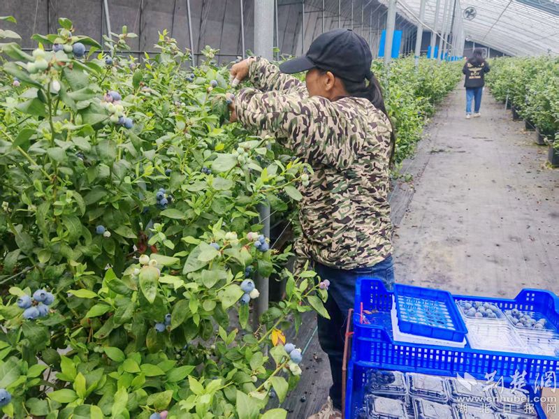 黄州叶路洲500亩“蓝莓贵族”迎丰收