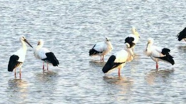 湖北“观鸟目的地”出炉
