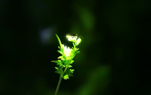 300万只萤火虫飞舞似星星眨眼