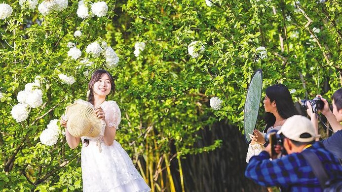 绣球花开醉游人