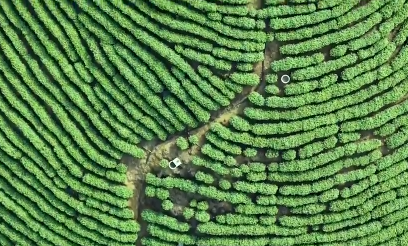湖北阳新：“人机协作”绘茶园新景