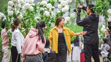武漢沙湖公園內數(shù)十株木繡球盛放