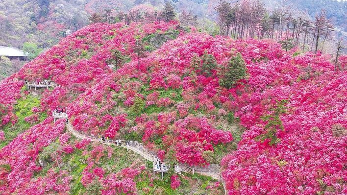 杜鵑盛放映山紅