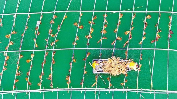 為野生魚搭“產(chǎn)房”