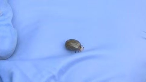 蜱虫进入活跃期，被叮咬后这个动作不要做