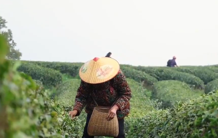 湖北阳新：春茶开采正当时