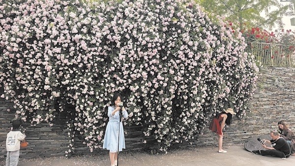 满城蔷薇开 赏花要趁早