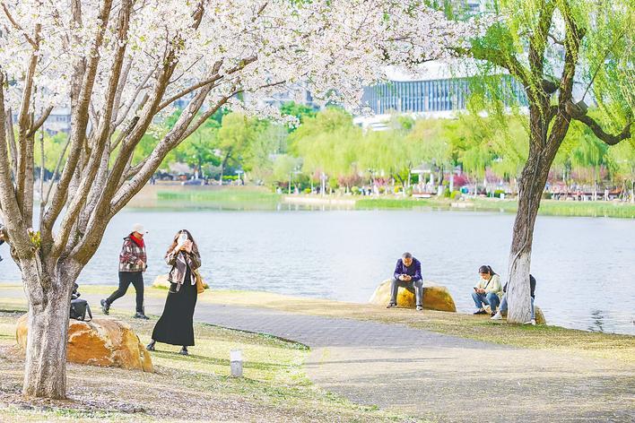 西北湖畔铺就“花瓣地毯”