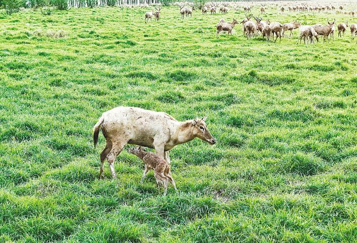 石首麋鹿国家级自然保护区双喜临门