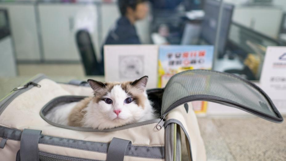 “爱宠行”服务护航萌宠旅途