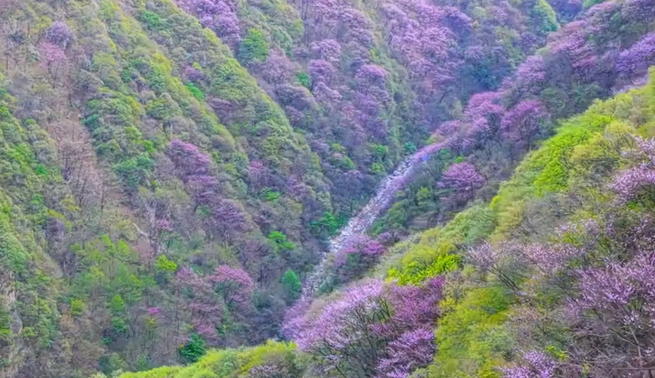 紫色花瀑遇上山间飞瀑