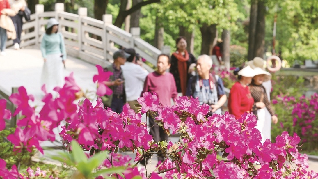 青山公园杜鹃盛放