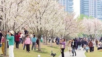 湖北武汉：落樱缤纷 游人如织
