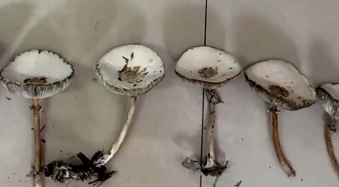 野生蘑菇不鮮艷也可能有毒