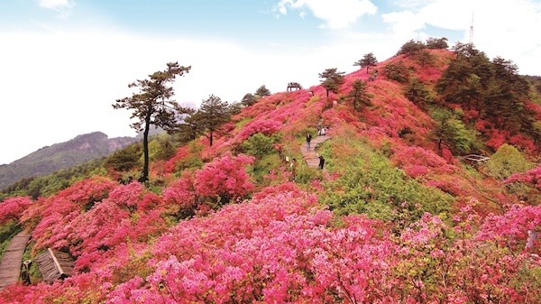 “联”湘“吸”豫 湖北以花为媒出省邀客