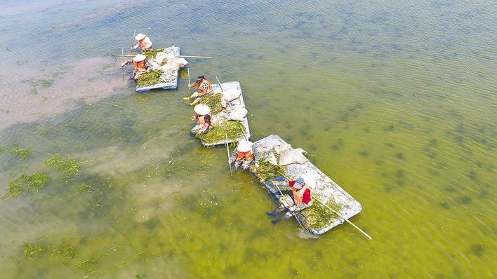 洪湖“水下森林”种植忙 不断提升湖水自净能力