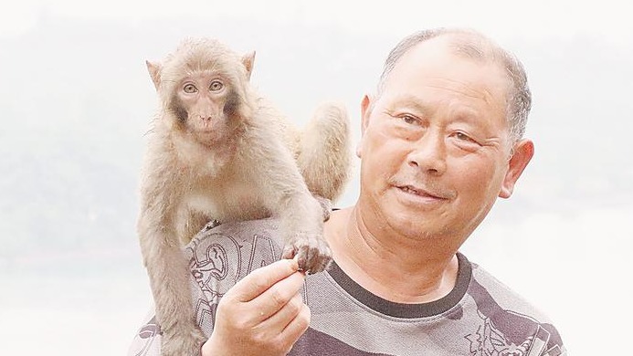 猿聲重回峽江 “三峽猴哥”混熟三代野生猴王