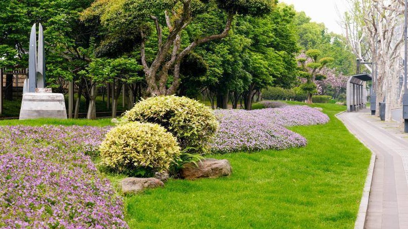 雨歇天晴绿植更鲜亮，武汉市民出行 “一路生花”