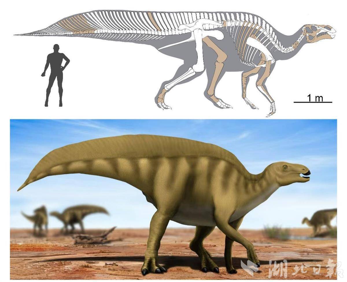 地大科研團(tuán)隊(duì)發(fā)現(xiàn)鴨嘴龍類新恐龍