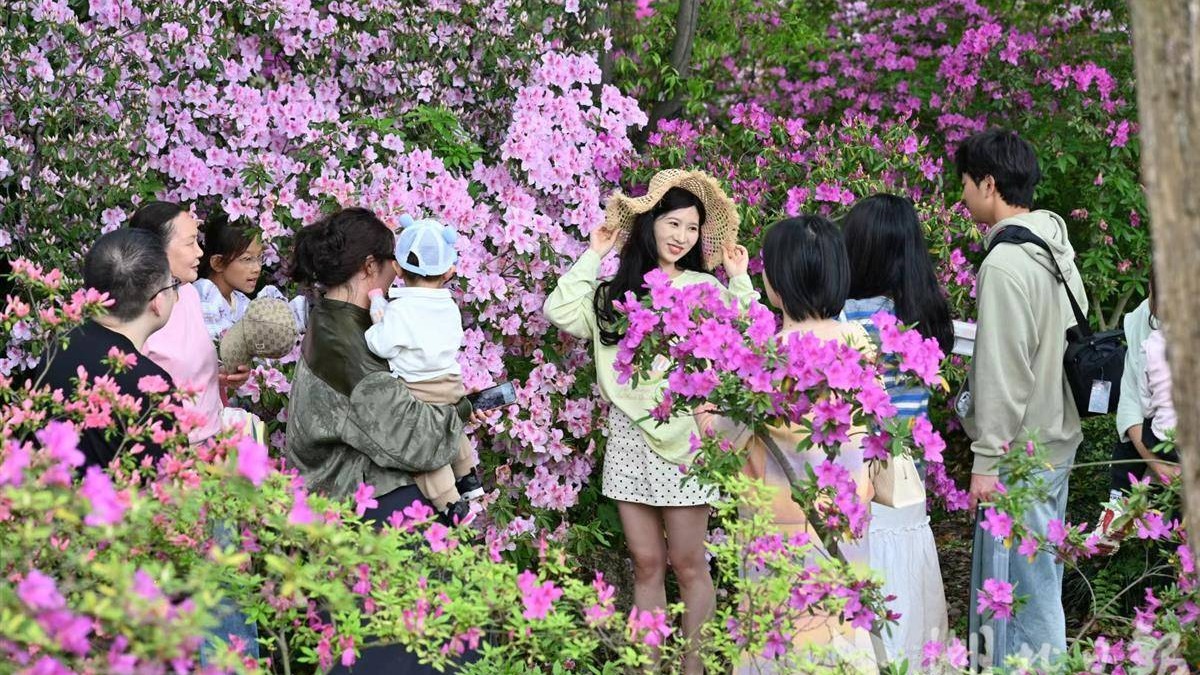 武汉植物园200余种杜鹃绚烂齐放