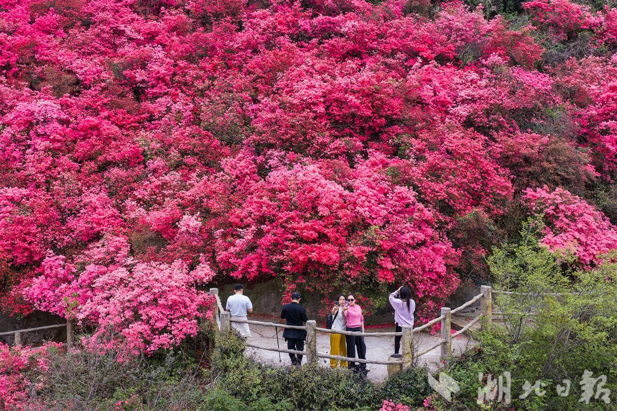 漫山红遍 黄陂云雾山万亩杜鹃盛放