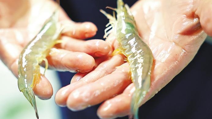 “淡水魚王”闖入新賽道 湖北不靠海為何養(yǎng)海鮮