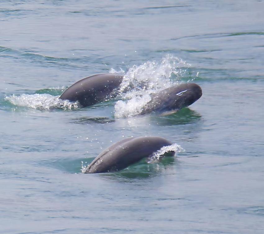 春江水暖 宜昌段长江江豚成对追逐