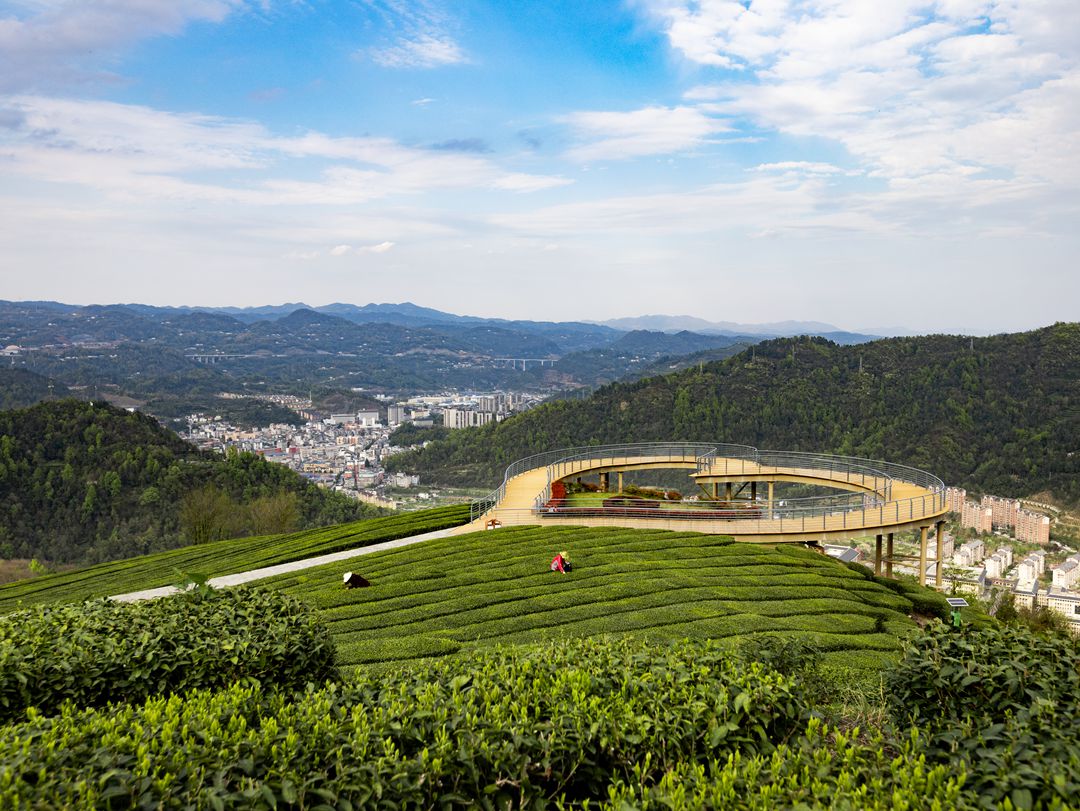 清明时节，五峰茶山翠浪涌动