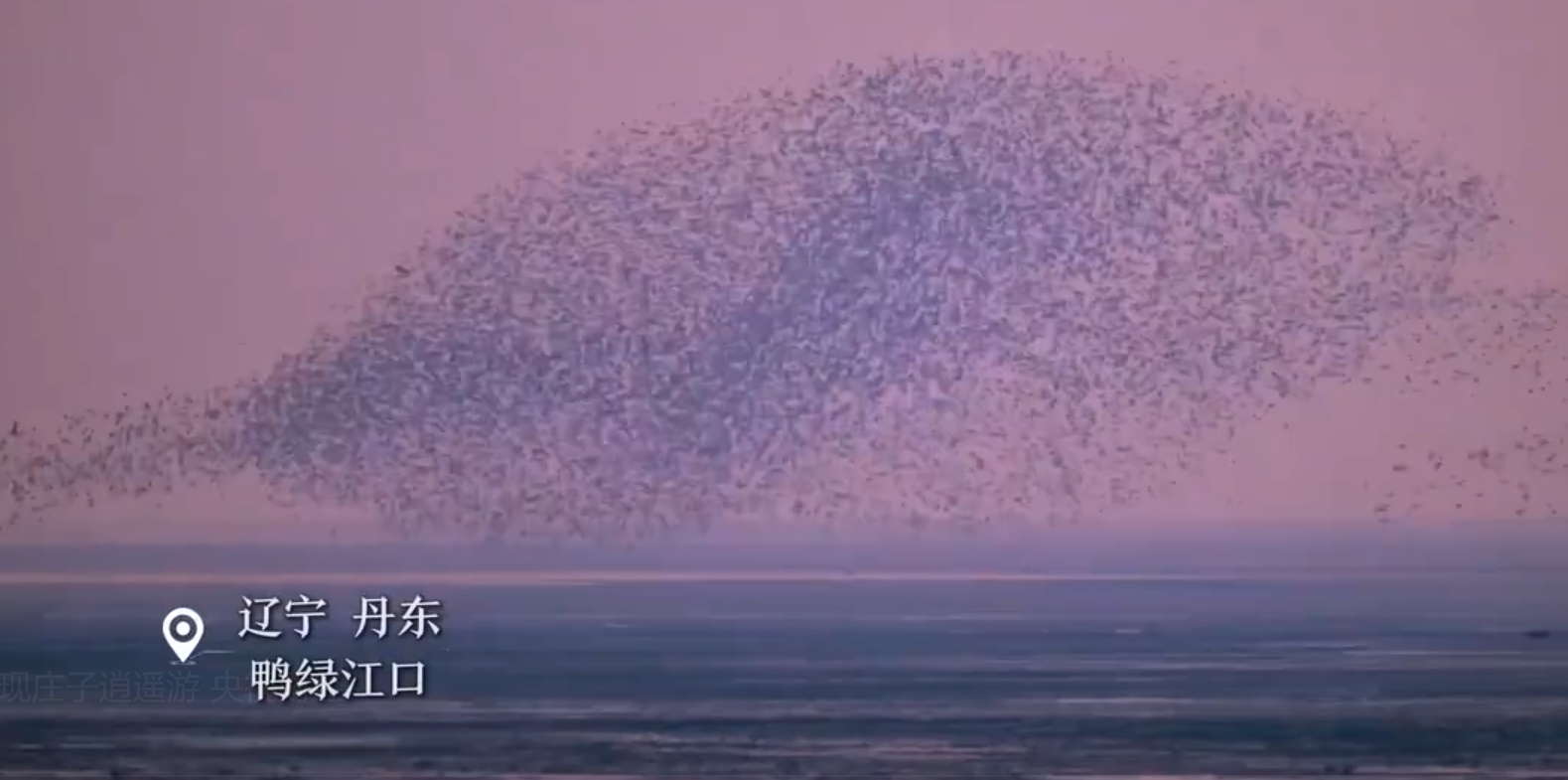 壮观鸟浪再现庄子逍遥游