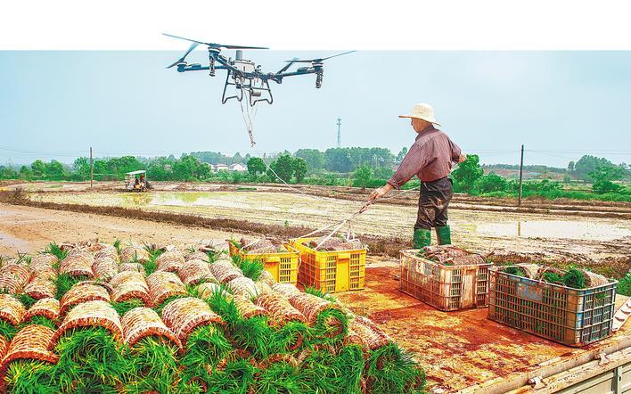 秧苗“乘機(jī)”下田