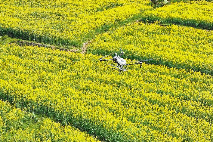 蜜蜂友好型農藥 “護花”又“保蜜”