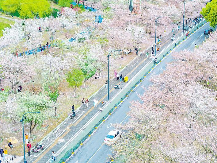 這個(gè)賞櫻季，“特種兵”慢游武漢