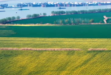 长江水中开出金色花海