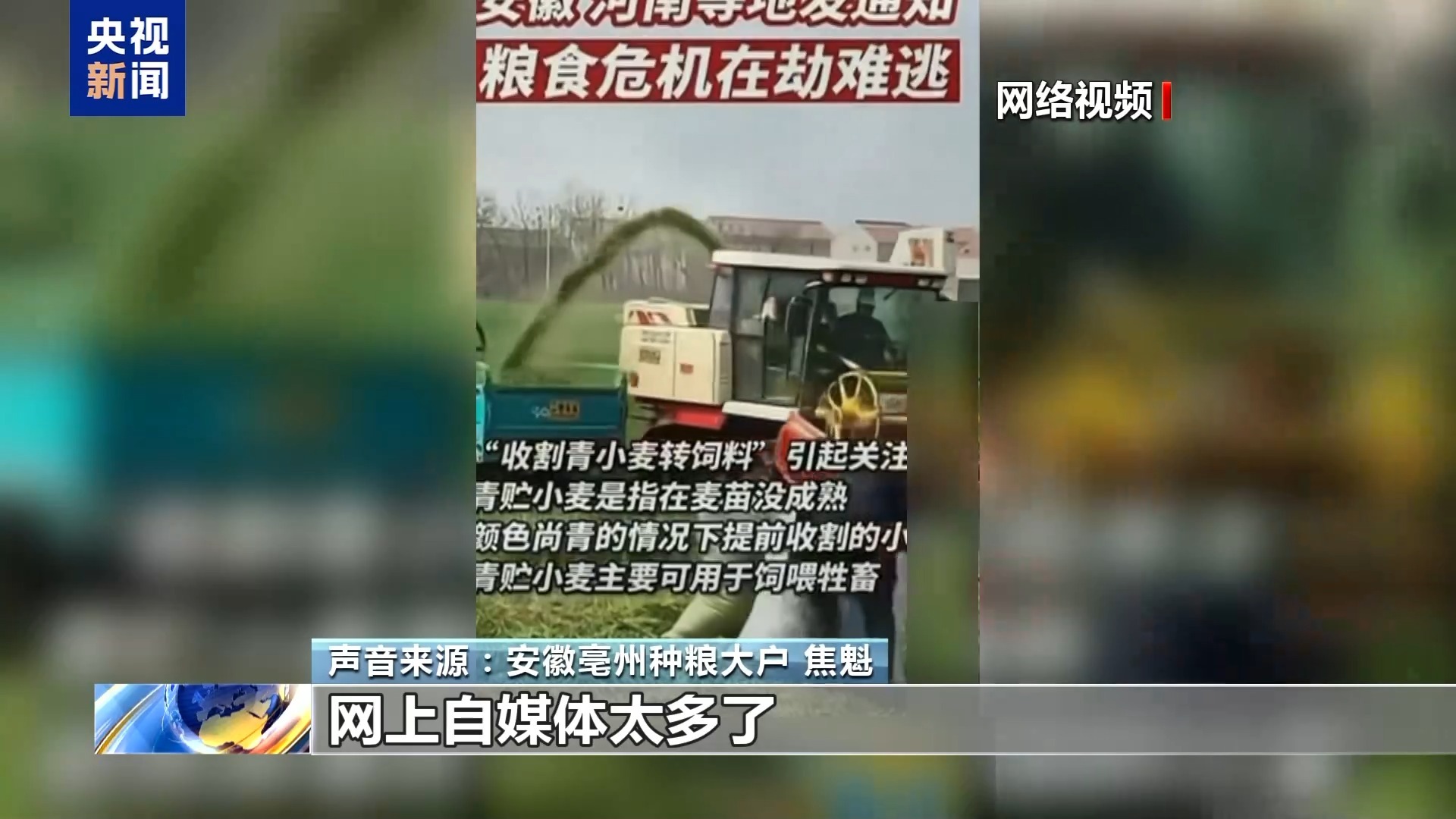 真相来了丨“一亩青小麦卖1500元” 别信！