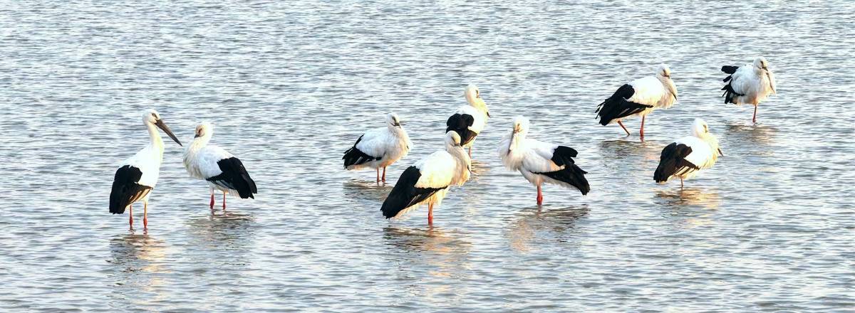 飞鸟伴春光！湖北“观鸟目的地”出炉