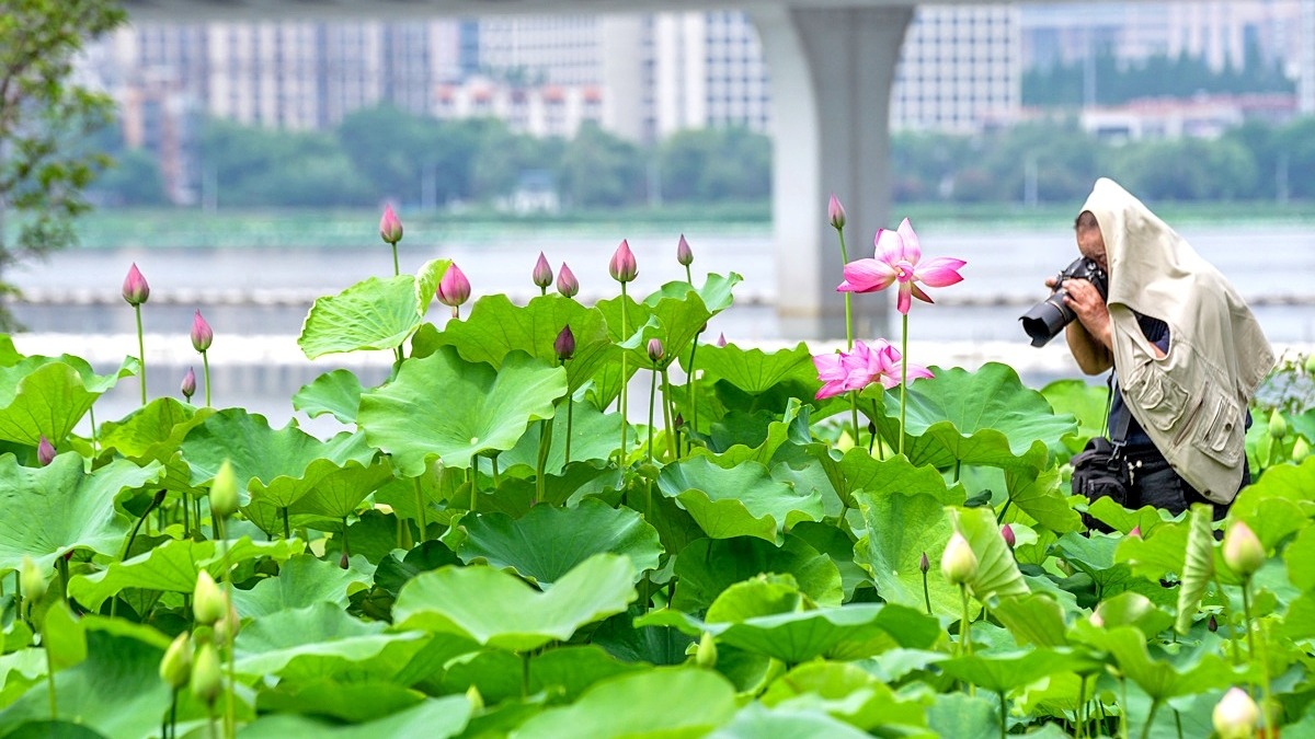 武汉沙湖公园荷花悄然绽放