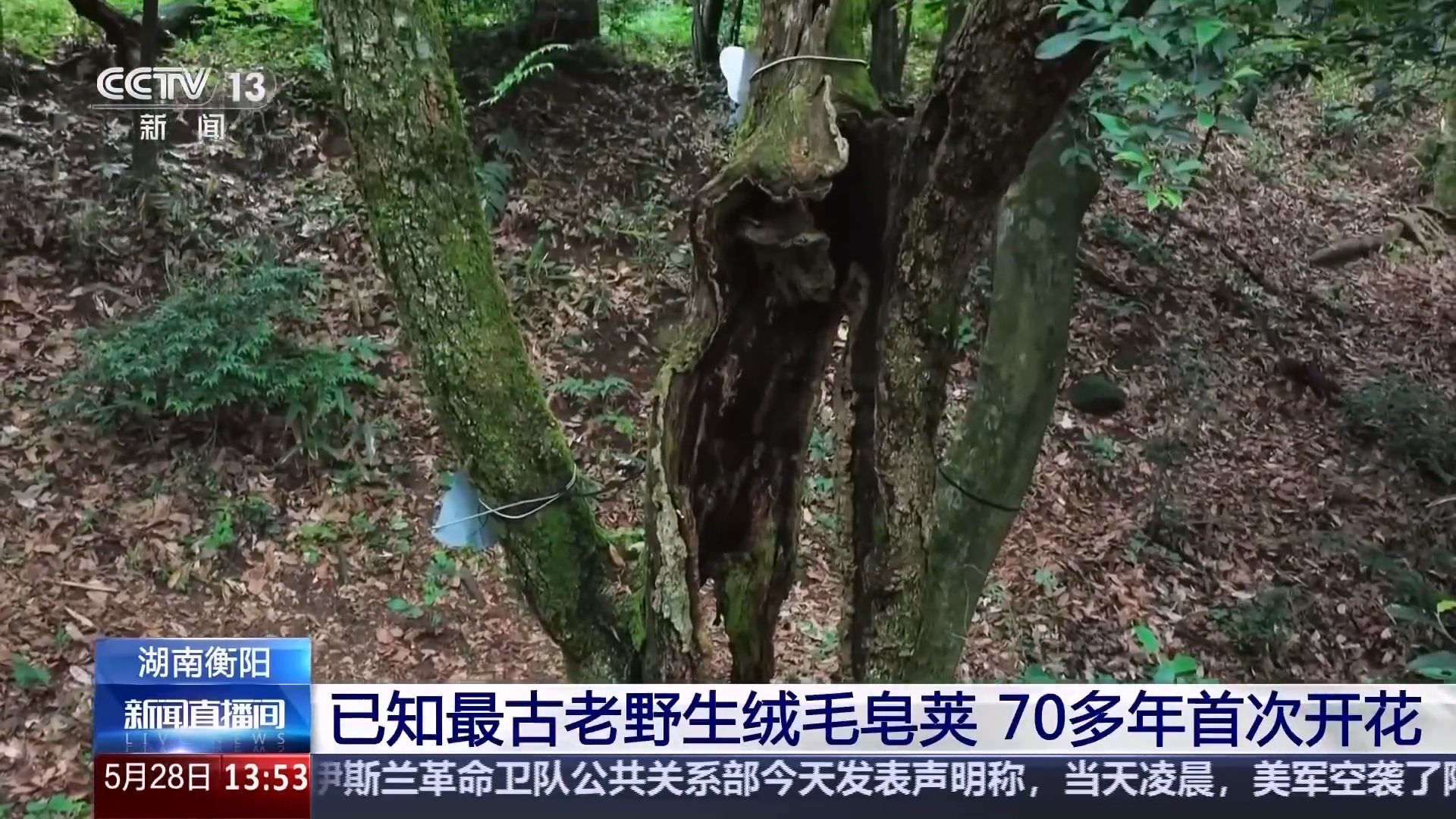 中国人把只剩皮的古树养到开花了
