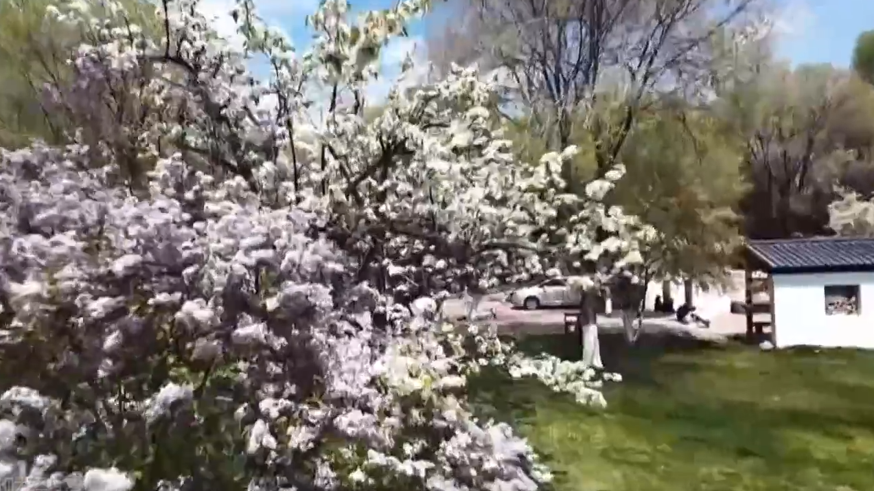沉浸式漫游西宁丁香花海