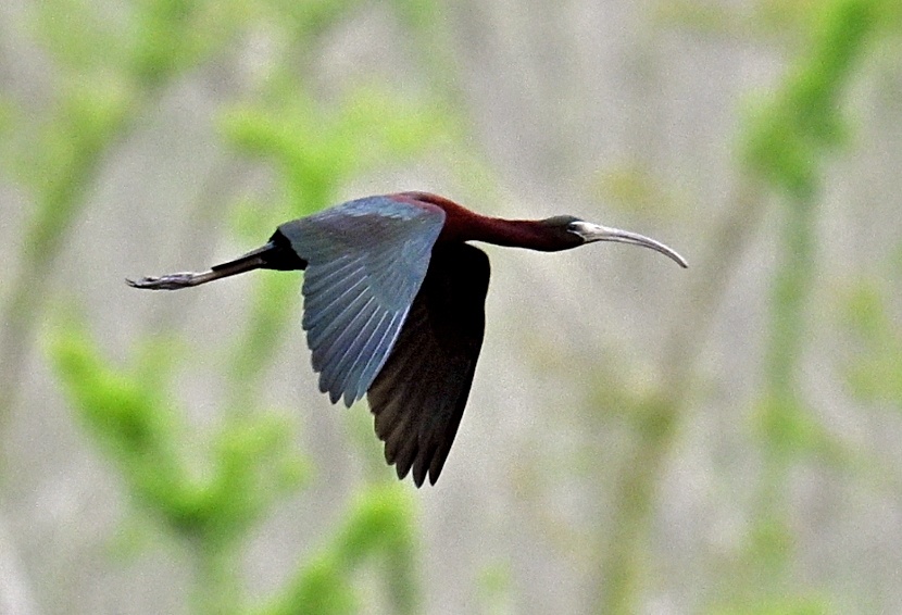 國家一級保護(hù)鳥類彩鹮首次現(xiàn)身十堰