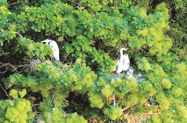 懸崖“育兒所”開營 漢江峭壁迎來水鳥孵化季