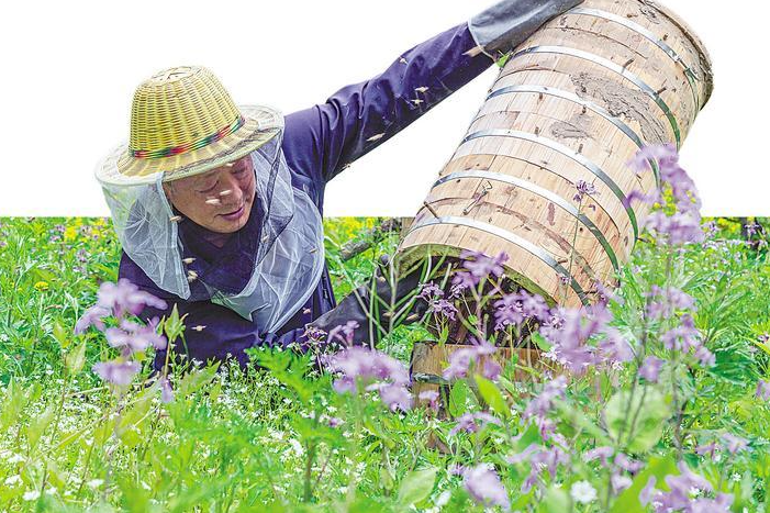 中華小蜜蜂“分家”記  一場蜂農(nóng)與自然的智慧博弈