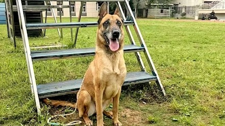 “免费不免责  领养终身制” 退役警犬公开招募领养