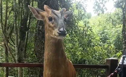 赤麂是不是学过踢踏舞