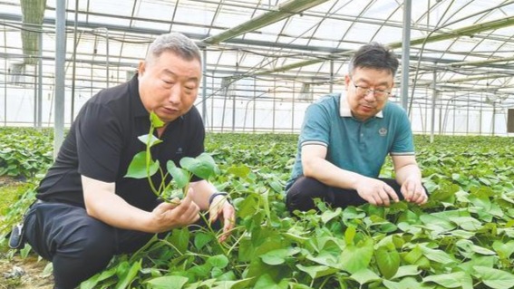 红薯带动10万农户家门口就业